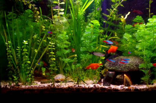 Aquarium de 90L